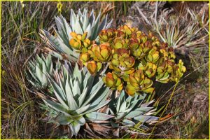 Roraima Flora