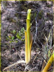 Roraima Flora - carnivorous Brocchinia reducta
