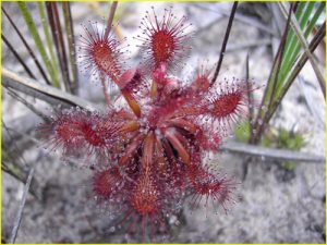 Roraima flora - carnivorous Sundew (Drosea roraimae)