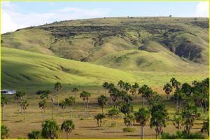 Gran Sabana near Santa Elena de Uairen (film set of "Jurasic Park")