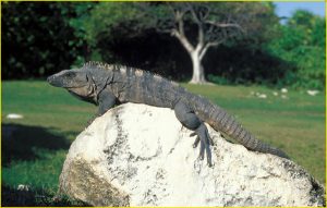 Iguana Monument