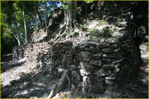 Jungle taking roots, Kohunlich
