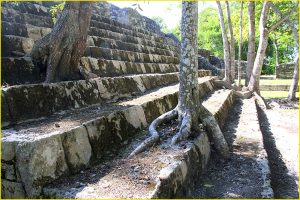 Jungle taking roots, Kohunlich