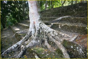 Jungle taking roots, complex of 27 Escalones, Kohunlich
