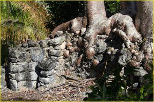 Jungle taking roots, Kohunlich