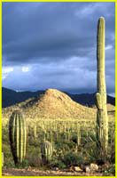 Arizona