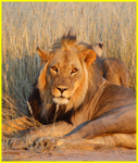 Southern Africa Safari