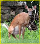 In Our Backyard